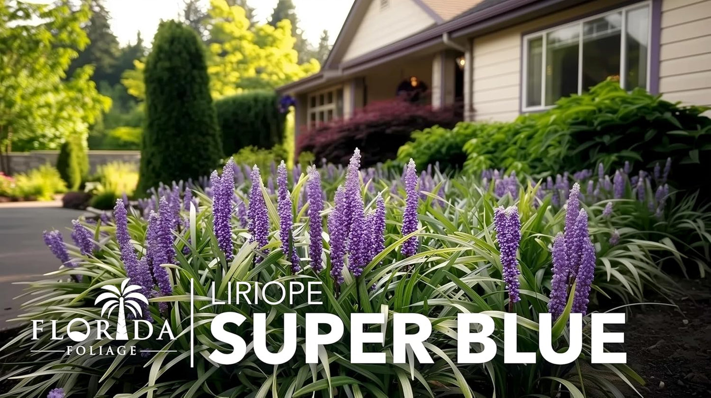 Liriope Super Blue | 10 Live Plants | Liriope muscari 'Super Blue' | Ornamental Ground Cover Plants | Shade-Tolerant Landscaping Perennial
