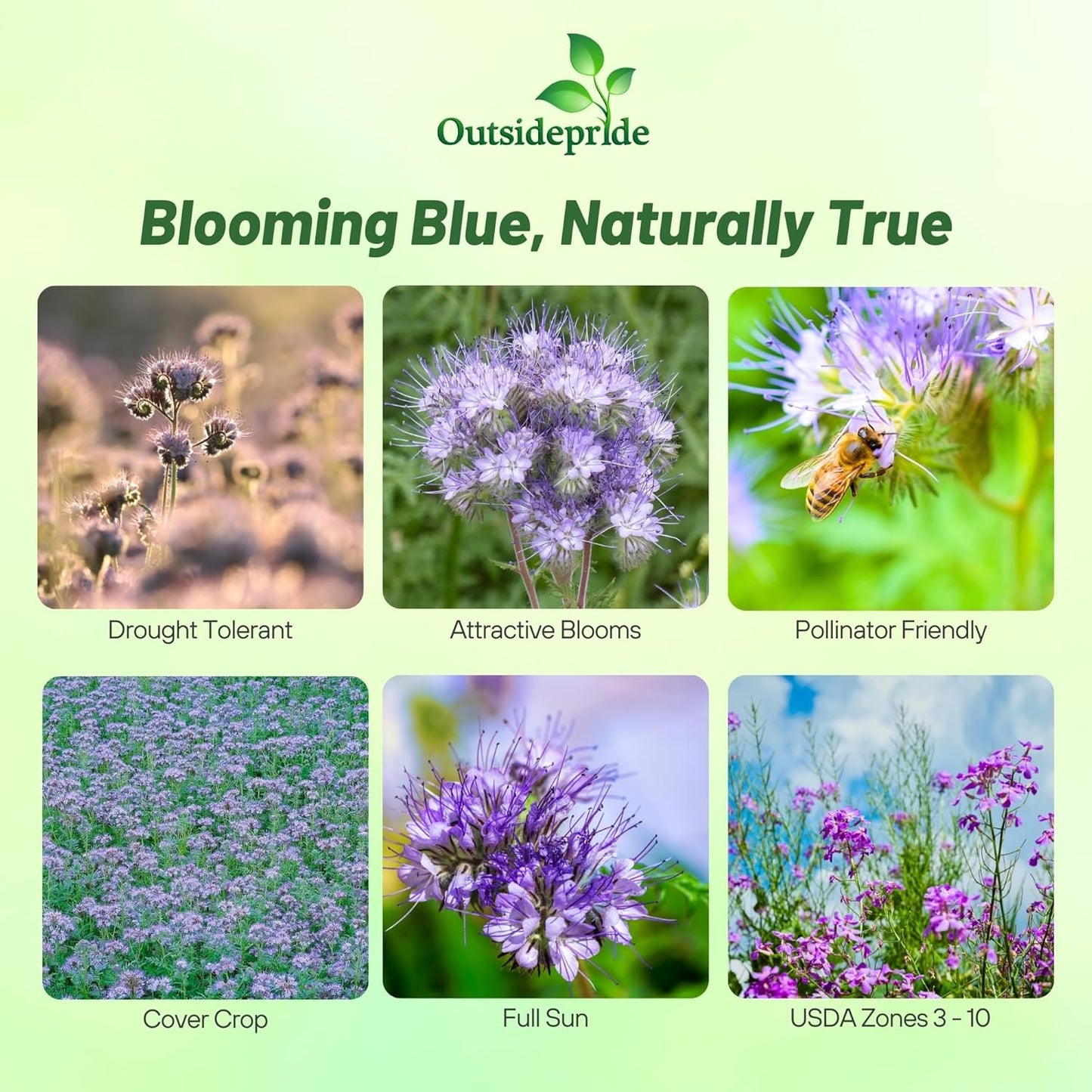 Outsidepride Lacy Phacelia Seeds for Planting - 5000 Pcs Annual, Drought-Tolerant Wildflower Seeds w/Light Violet Flowers, Ideal for Pollinator Gardens, Erosion Control, & Attracts Bees & Butterflies