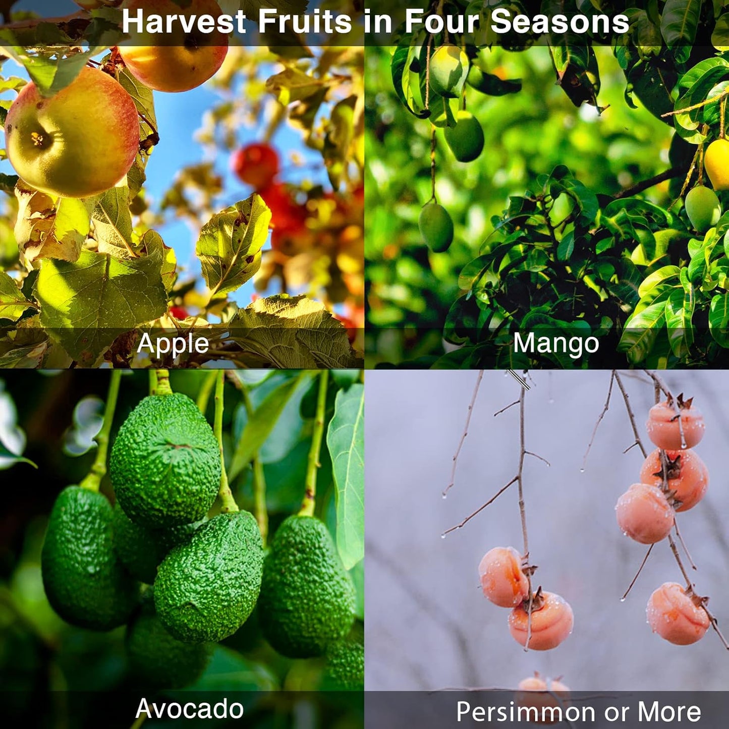 DonSail Fruit Picker Pole with Basket Telescoping, Citrus Orange Picker Pole with Basket 35-150 inch Long Handle, Mango Avocado Fig Acorn Pear Pomelo Chery Lemon Picker for Tree