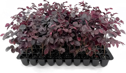 Loropetalum Carolina Midnight | 30 Live Plants | Loropetalum Chinense | Purple Foliage Shrub | Ornamental Landscape Bush | Fast Growing Plants