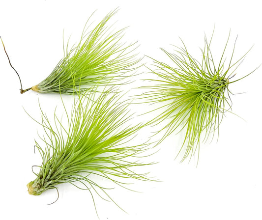 Air Plants - Tillandsia Andreana, Large 4-6" - 3ct - Live Arrival Gauranteed - House Plants for Home Decor & Gift