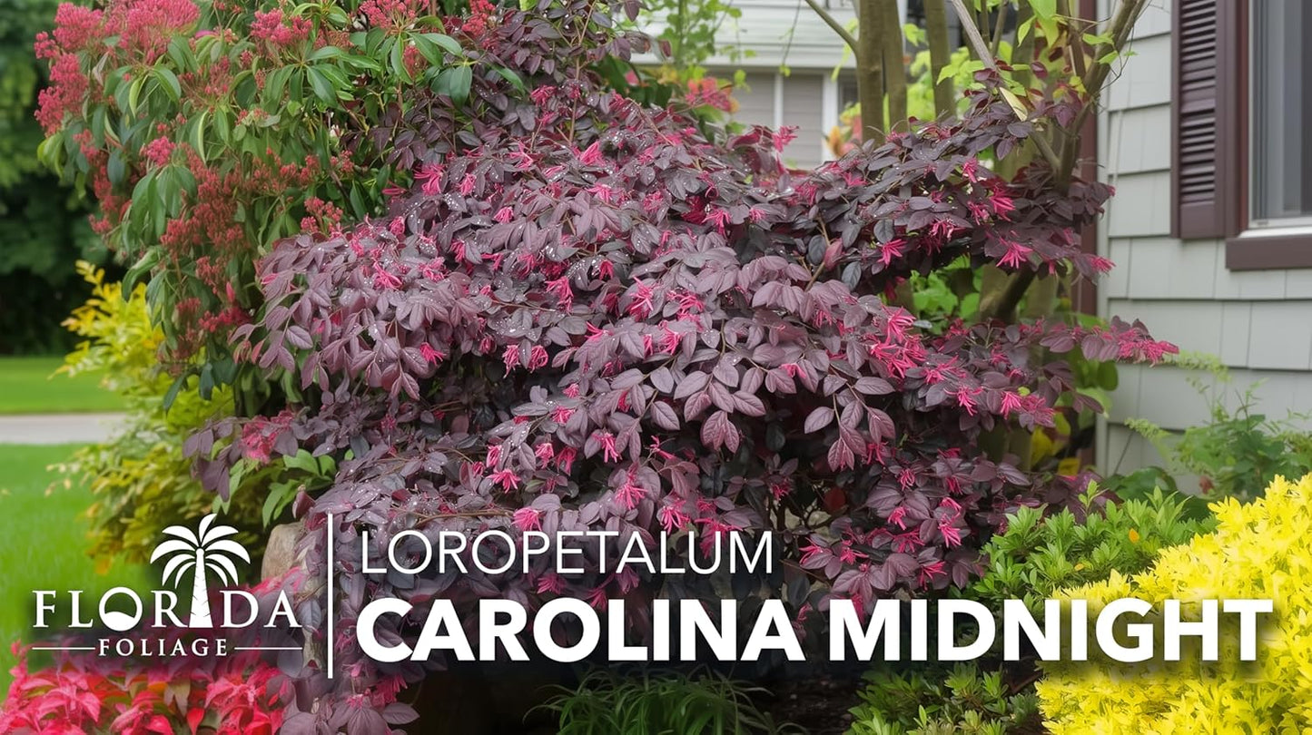 Loropetalum Carolina Midnight | 20 Live Plants | Loropetalum Chinense | Purple Foliage Shrub | Ornamental Landscape Bush | Fast Growing Plants