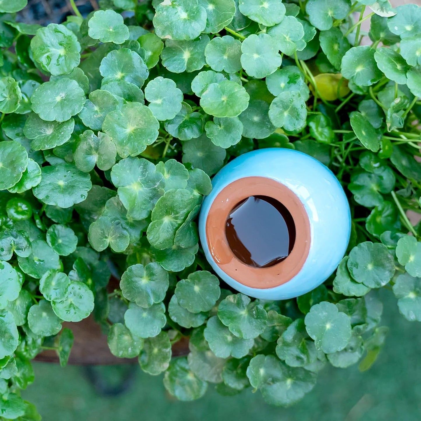 4-Pack Self Watering Planter Insert - 2 Blue and 2 Green Ceramic Watering Globes for Indoor Plants, Terracotta Bulbs, and Small Plant Pots - 300ml Capacity, 1 Weeks Autonomy