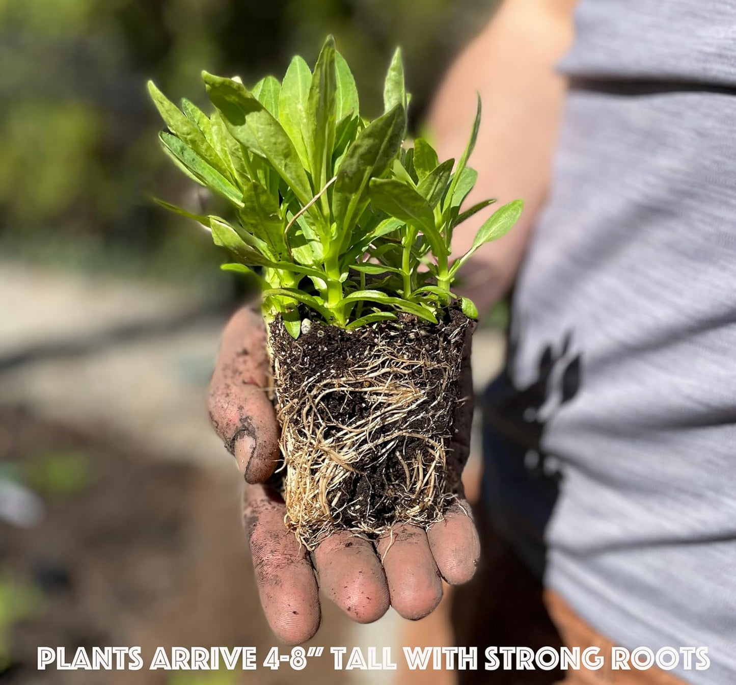32 Live Butterfly Milkweed Plants (Asclepias tuberosa) Perennial Wildflowers from My Home Park – Individually Potted in 4” Pots – 4–8” Tall on Arrival – Not Seeds – Blooms in Mid-Summer – Zones 4-8