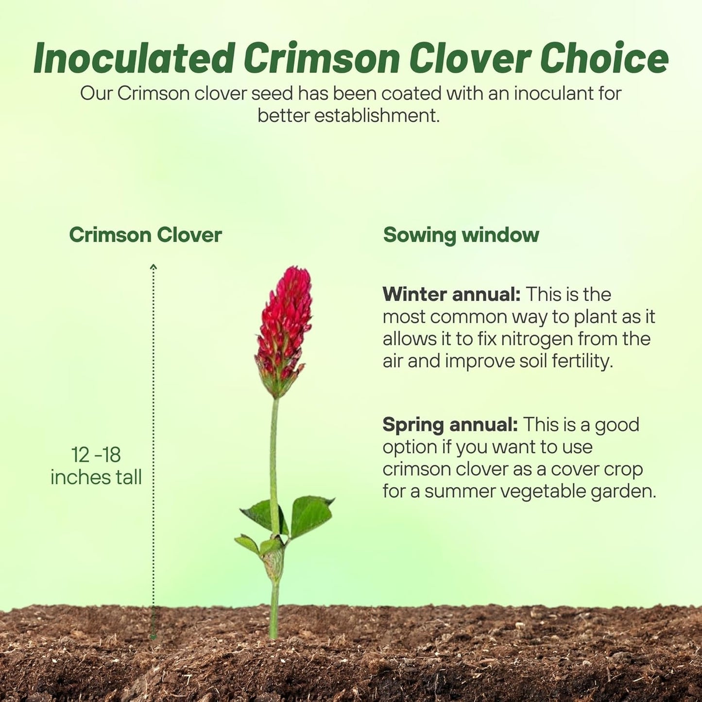 Outsidepride Crimson Clover Seeds - 1/4 lbs. Annual, Nitrocoated, & Inoculated Ground Cover Seeds, Ideal Clover Seed for Lawn, Cover Crop, Pasture, Hay, Green Manure & Wildlife Forage