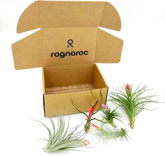 Air Plants - Elsker Gift Box - Large 4" - 5ct - Live Arrival Guaranteed - House Plants for Home Decor & Gift