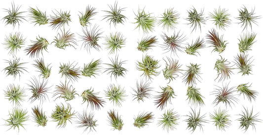 Air Plants Bulk - Tillandsia Ionantha Wholesale Pack, Regular 1-3" - 50ct - Live Arrival Guaranteed - House Plants for Home Decor & Gift