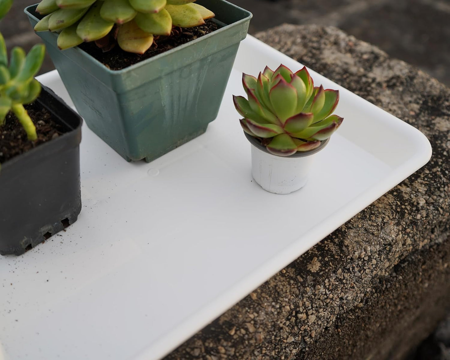 Plant Growing Trays 4 Pack, Plant Tray, 14.5"x11", Heavy Sturdy Plastic Plant Saucer Seed Trays, Seedling Starter Tray, Plant Drip Trays for Indoors, Seed Starter Growing Tray (Creamy White)