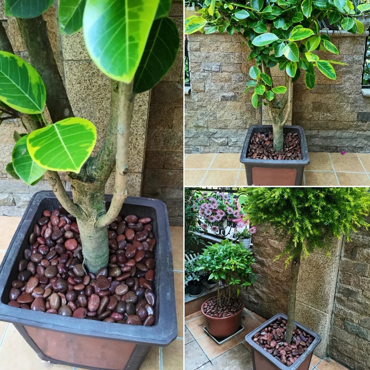 10lbs Red River Rocks, 2-3 Inch Natural Pebbles for Indoor Plants, High Polished Decorative Stones Vase Filler Fish Tank Aquariums Landscaping Garden