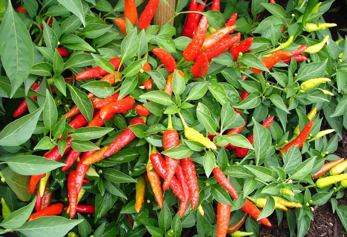 Clovers Garden Chili Pepper Plant - Thumbnail 3