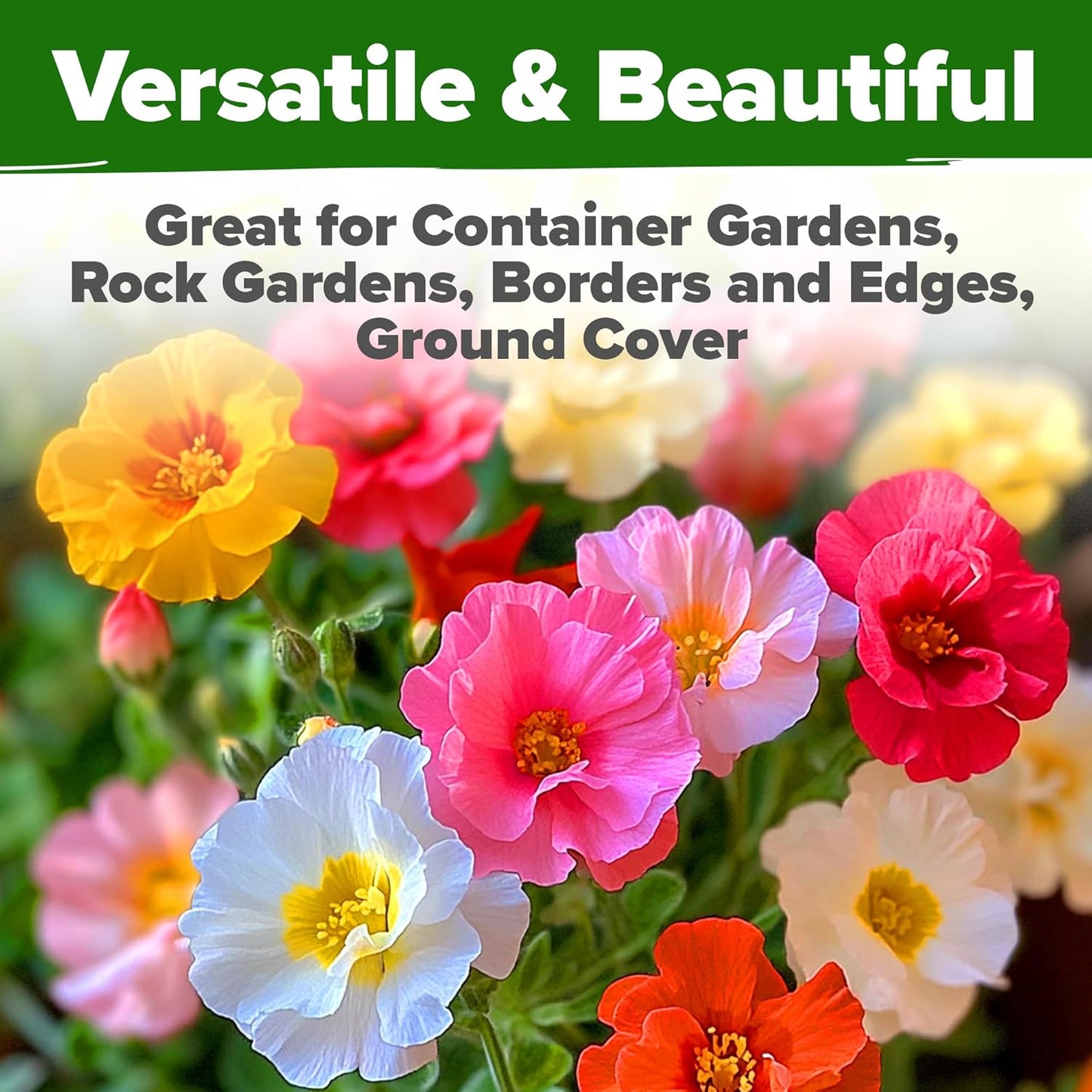 HOME GROWN 23,500+ Moss Rose Seeds (Bulk Pack) Annual Flower for Ground Cover - Heirloom 𝗡𝗢𝗡-𝗚𝗠𝗢 Portulaca Seeds for Planting Outdoors - Great for Low-Maintenance Gardens (Portulaca grandiflora)