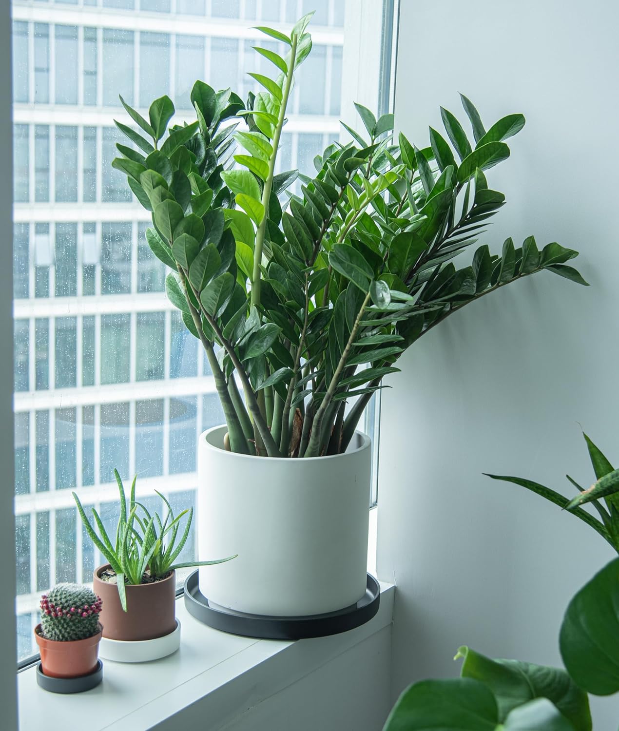 Phoenix Vine 14 Inch Plastic Plant Saucer Water Drip Tray, Heavy Sturdy Round Plant Drainage Tray for Indoors Outdoor, Set of 2, Matte Black, 21-TY-14B-2