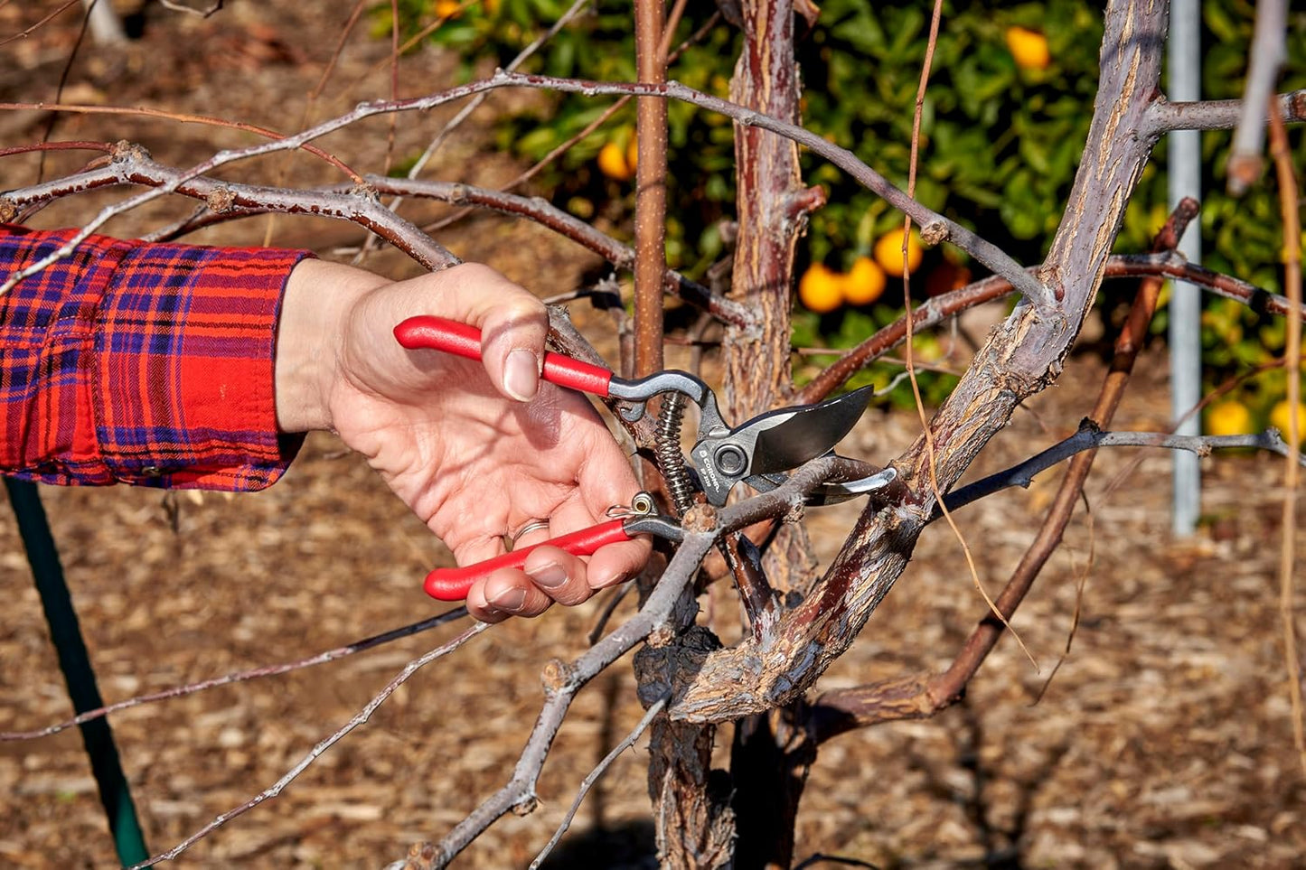 Corona Tools | ClassicCUT Forged Bypass Pruning Shears for Gardening | Cuts Branches and Stems up to 1/2-inch in Diameter | BP 3130