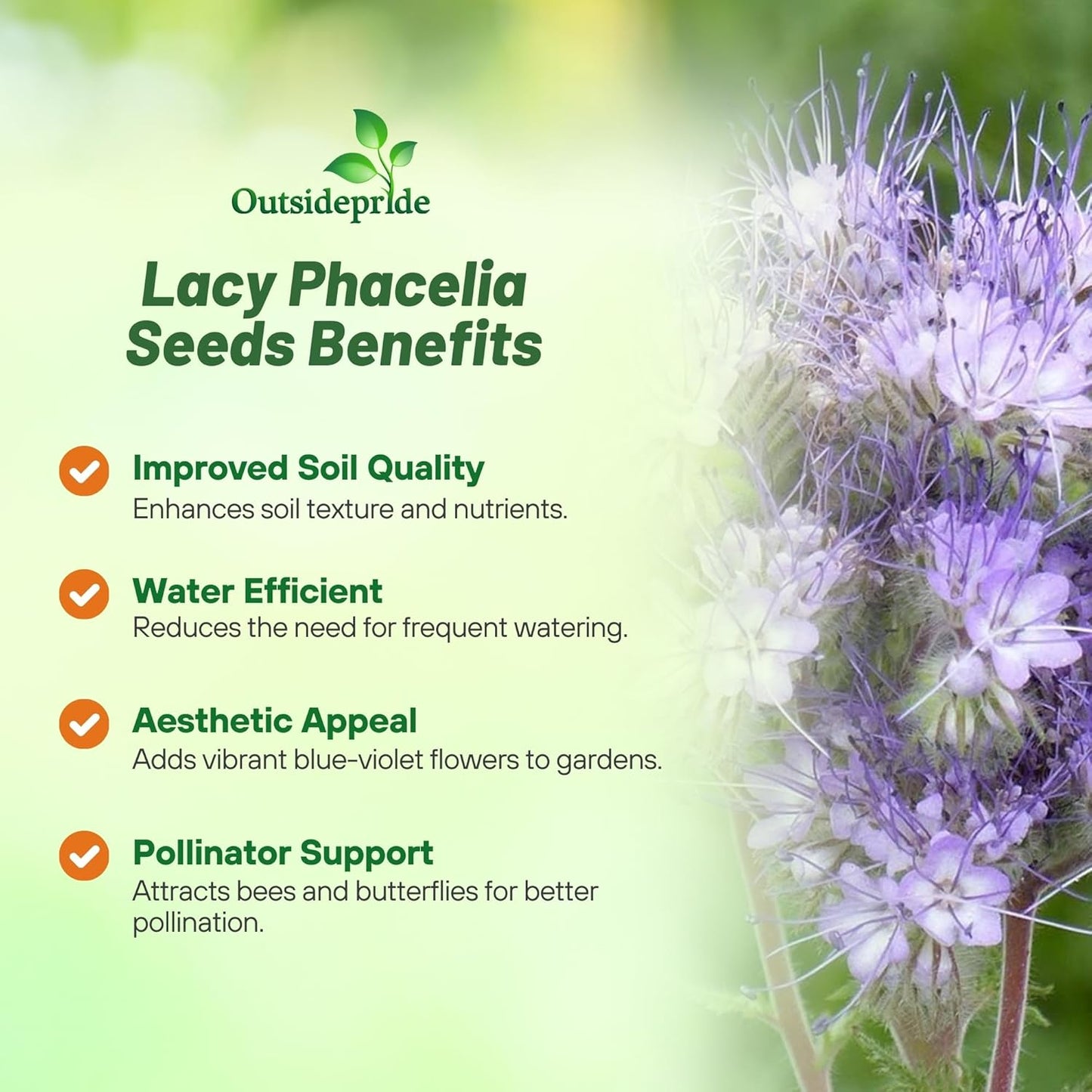 Outsidepride Lacy Phacelia Seeds for Planting - 5000 Pcs Annual, Drought-Tolerant Wildflower Seeds w/Light Violet Flowers, Ideal for Pollinator Gardens, Erosion Control, & Attracts Bees & Butterflies