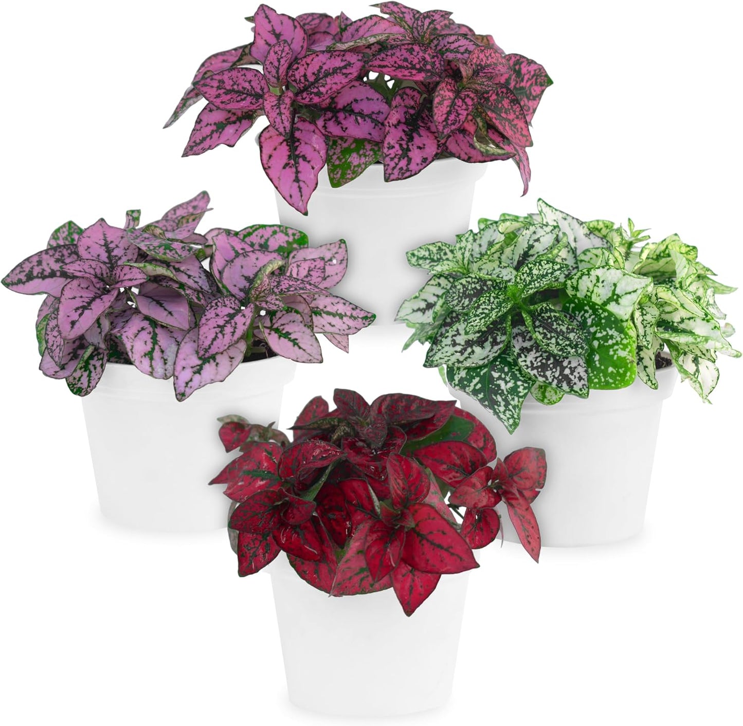 Polka Dot Plant Collection (4-Pack) - House Plants Indoors Live, Air Purifying Live Indoor House Plants, (Red, White, Rose, and Pink) Indoor Plants Live houseplants.