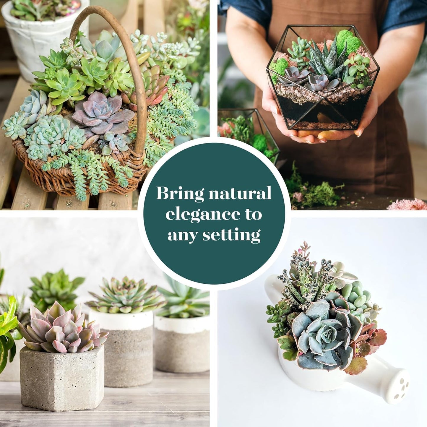 Shop Succulents Mini Succulent Plant Pack Collection - Live 2" Succulent Plants, Low Maintenance, Beautiful Colors & Textures - Wedding and Party Favors, Gift & Garden, Pack of 12