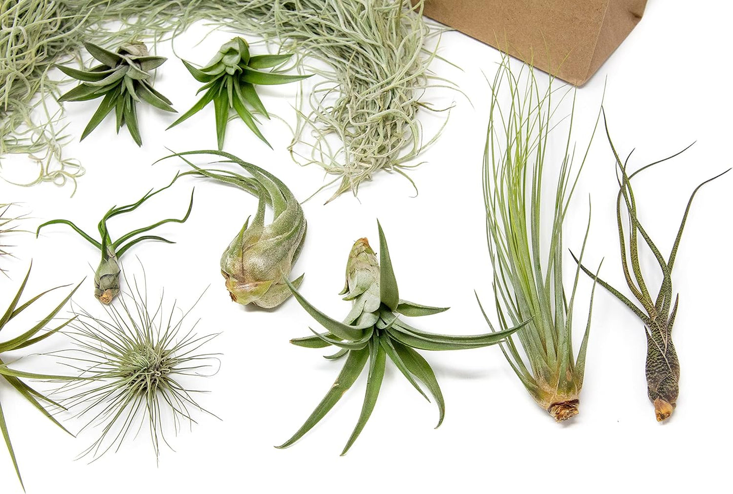 10 Pack Grab Bag Air Plants Gift Wrapped with Tillandsia Usneiodes Spanish Moss - Live Tillandsia - Easy Care House Plant - Succulents - 30 Day Guarantee