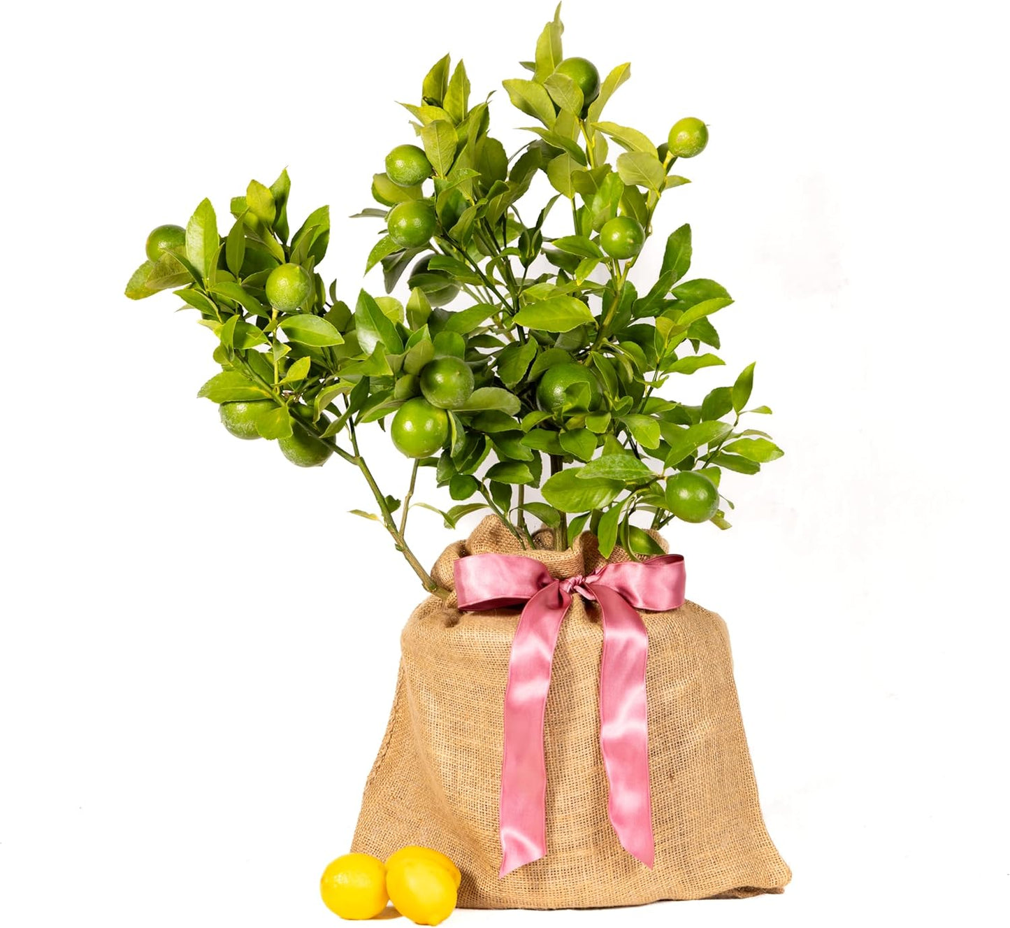 Mother's Day Meyer Lemon Gift Tree, Dwarf Fruit Tree with Juicy Sweet Lemons, Thoughtful Mothers Day Present, NO Ship to TX, LA, AZ, AL and CA