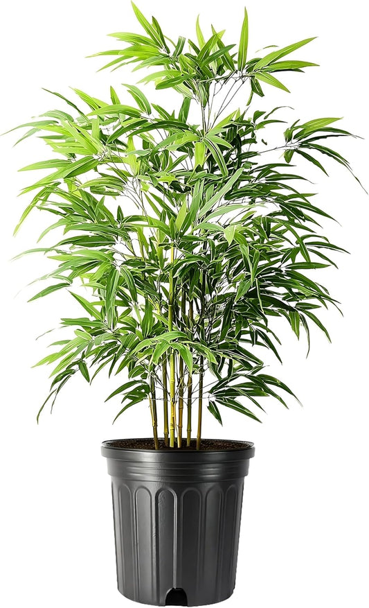 Green Hedge Bamboo | 1 Extra Large 3 Gallon Plant | Bambusa multiplex | Fast Growing Privacy Screen | Clumping Bamboo for Landscapes Gardens Walkways Accent Foundation Beds Decorative Garden
