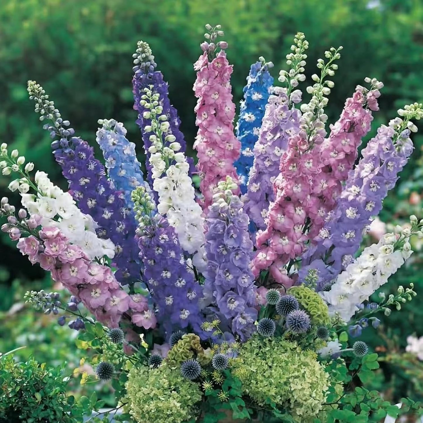 Consolida Ajacis Larkspur Flower Seeds Pack of 500+ Flower Seeds for Planting