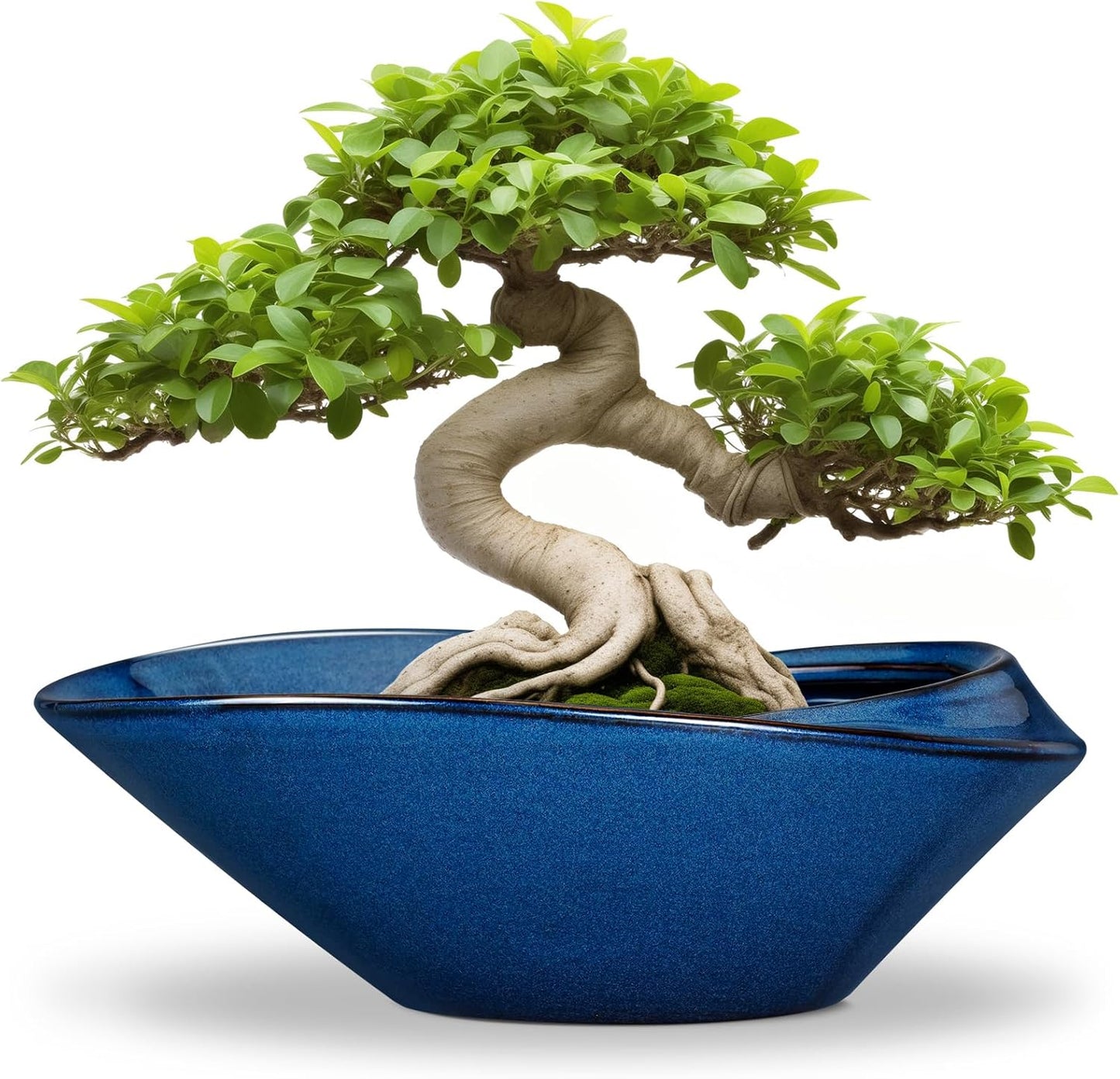 Bonsai Tree Pot - Ceramic Planter Pot with Drainage Hole 12 Inch Bonsai Pots Decorative Orchid Succulent Plant Pots for Indoor Outdoor Plants Blue
