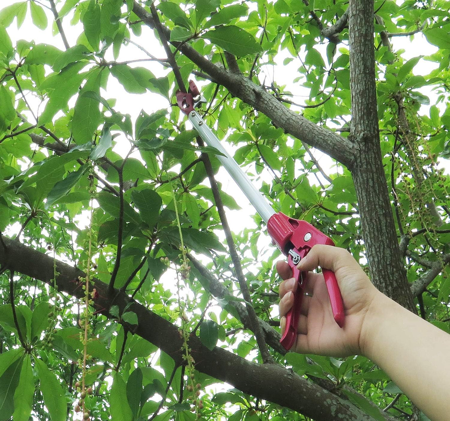 2 Feet Cut and Hold Tree Pruner, Rotation Pole Tree Trimming, Short Reach Fruit Picker, Branches Bypass Lopper