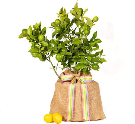 Happy Birthday Gift, Meyer Lemon Tree Dwarf Fruit Tree, Fruit Bearing, Meaningful Birthday Present by The Magnolia Company Can't Ship to TX, LA, AZ, AL and CA