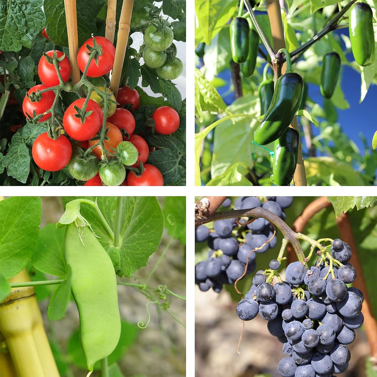 6ft Bamboo Garden Stakes Eco-Friendly Plant Stakes 6 Feet, Bamboo Poles for Tomatoes Beans Climbing Plants Support - Pack of 20 Bamboo Stakes Natural