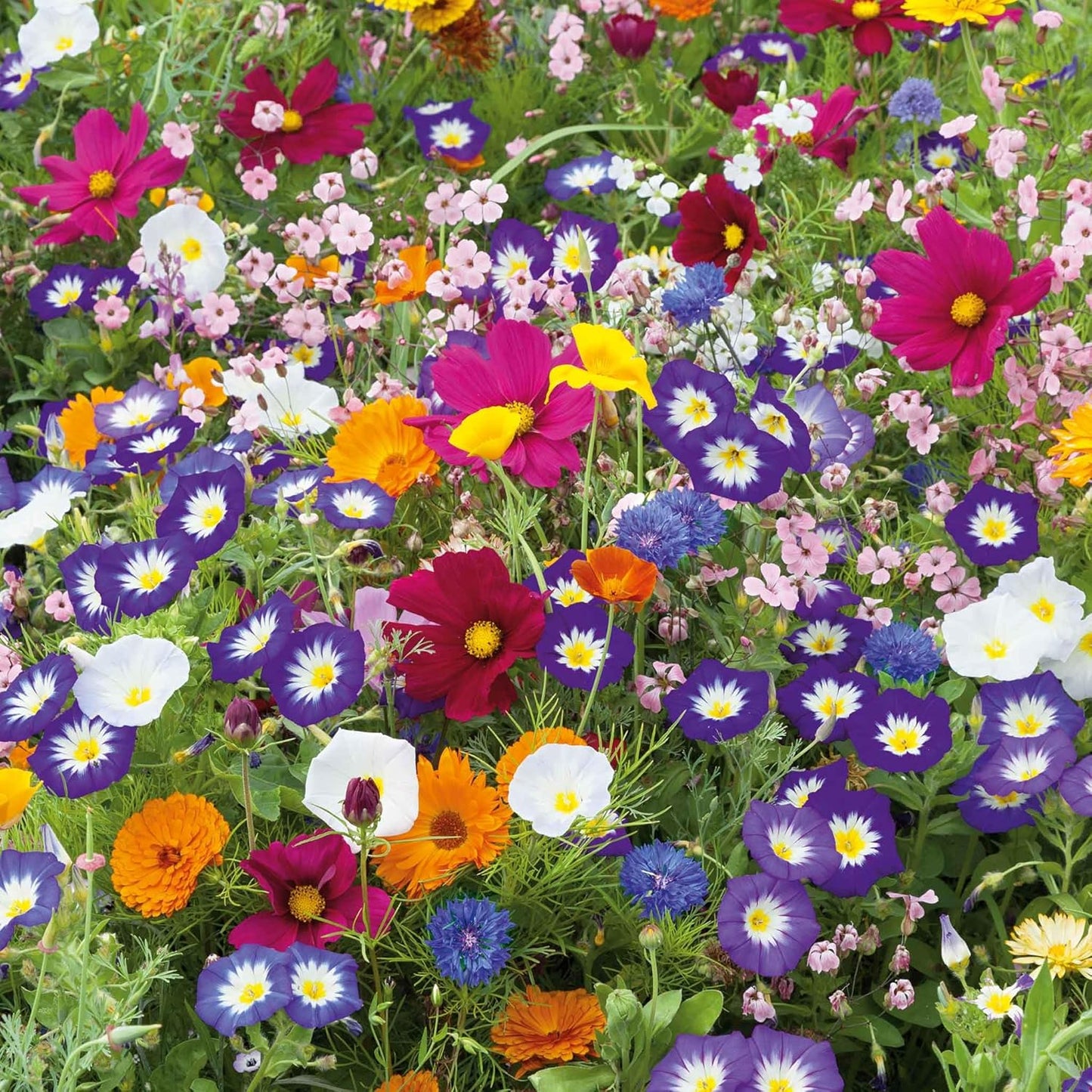 Eden Brothers Royal Meadow Flower Mixed Seeds for Planting, 5 lb, 2,400,000+ Seeds with Morning Glory, African Daisy | Attracts Pollinators, Plant in Spring or Fall, Zones 3, 4, 5, 6, 7, 8, 9, 10