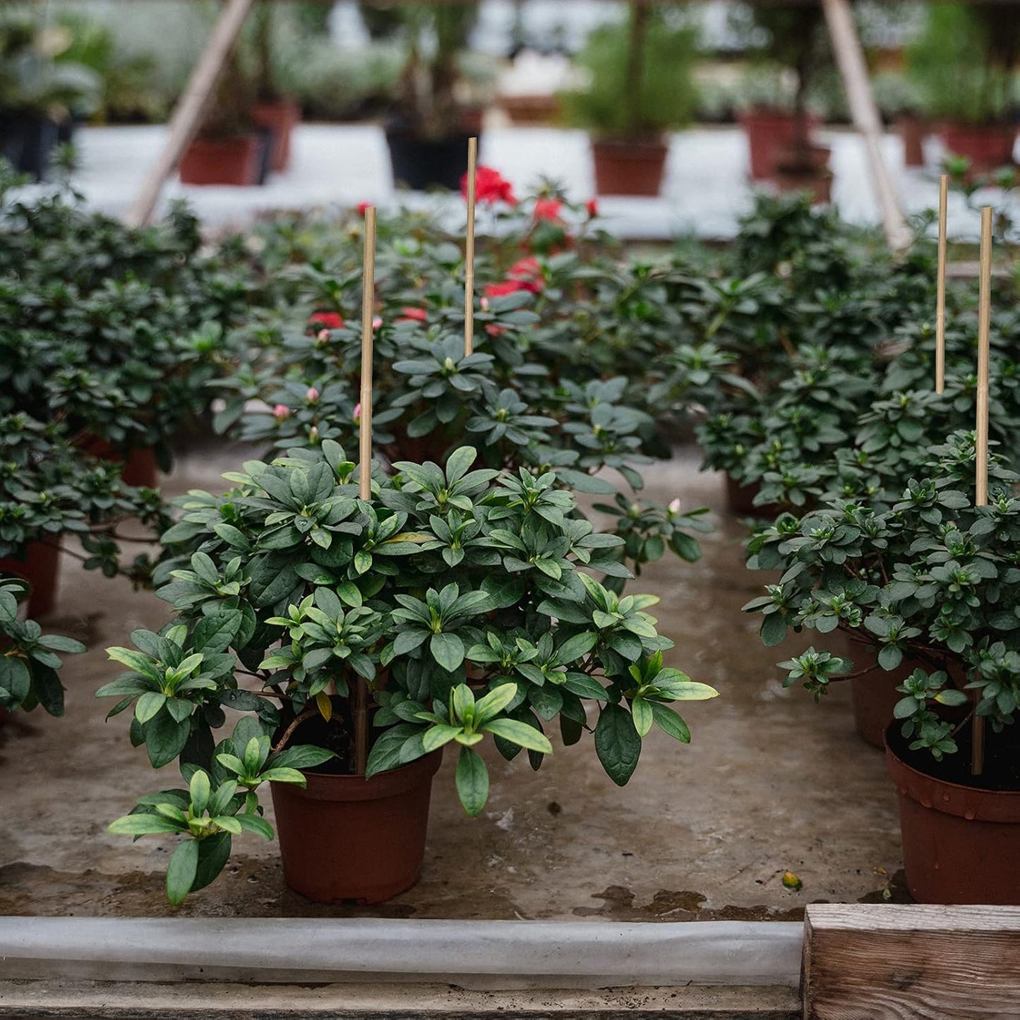 Plant Stakes Natural Garden Bamboo Sticks for Indoor and Outdoor Plants, GAGINANG 20pcs Plant Support Stakes for Tomatoes, Beans, Potted Plants - 16 inches