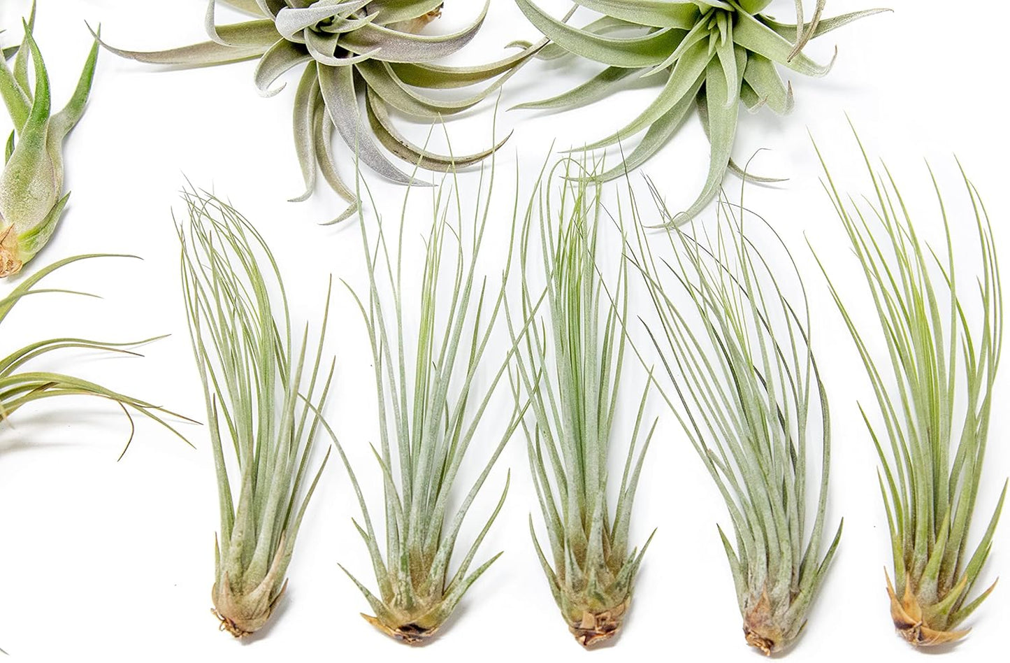 50 Pack of Classic Air Plants Variety - Live Succulent House Plants - Available in Wholesale and Bulk - Home and Garden Decor - Easy Care Indoor/Outdoor Air Plant