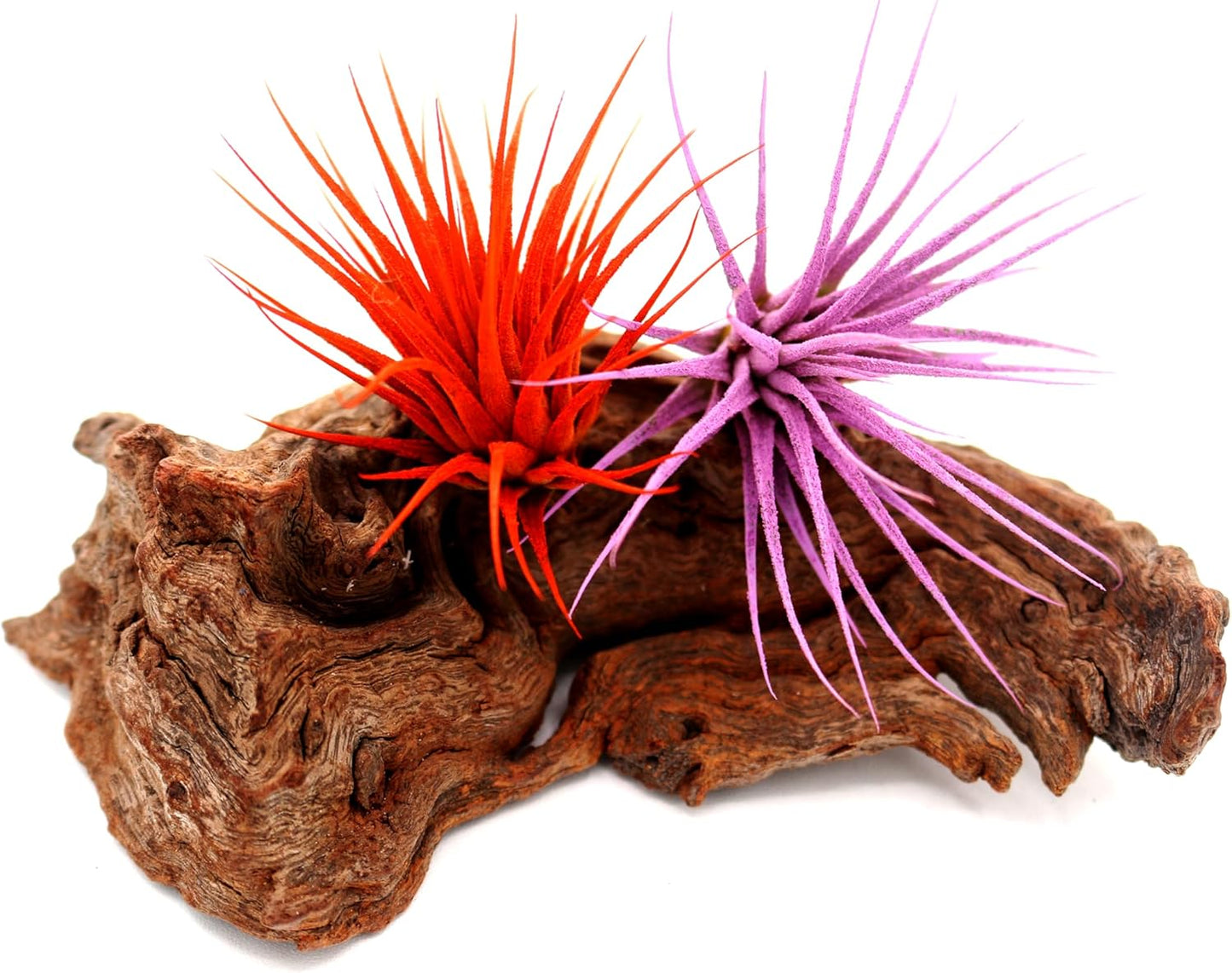 Dyed Tillandsia Ionantha Guatemala Enhanced Colored Colorful Air Plant Live Easy Care Indoor Outdoor Home Decor Gift Airplant by Awesome Industries Live Arrival Guaranteed (Lavender)