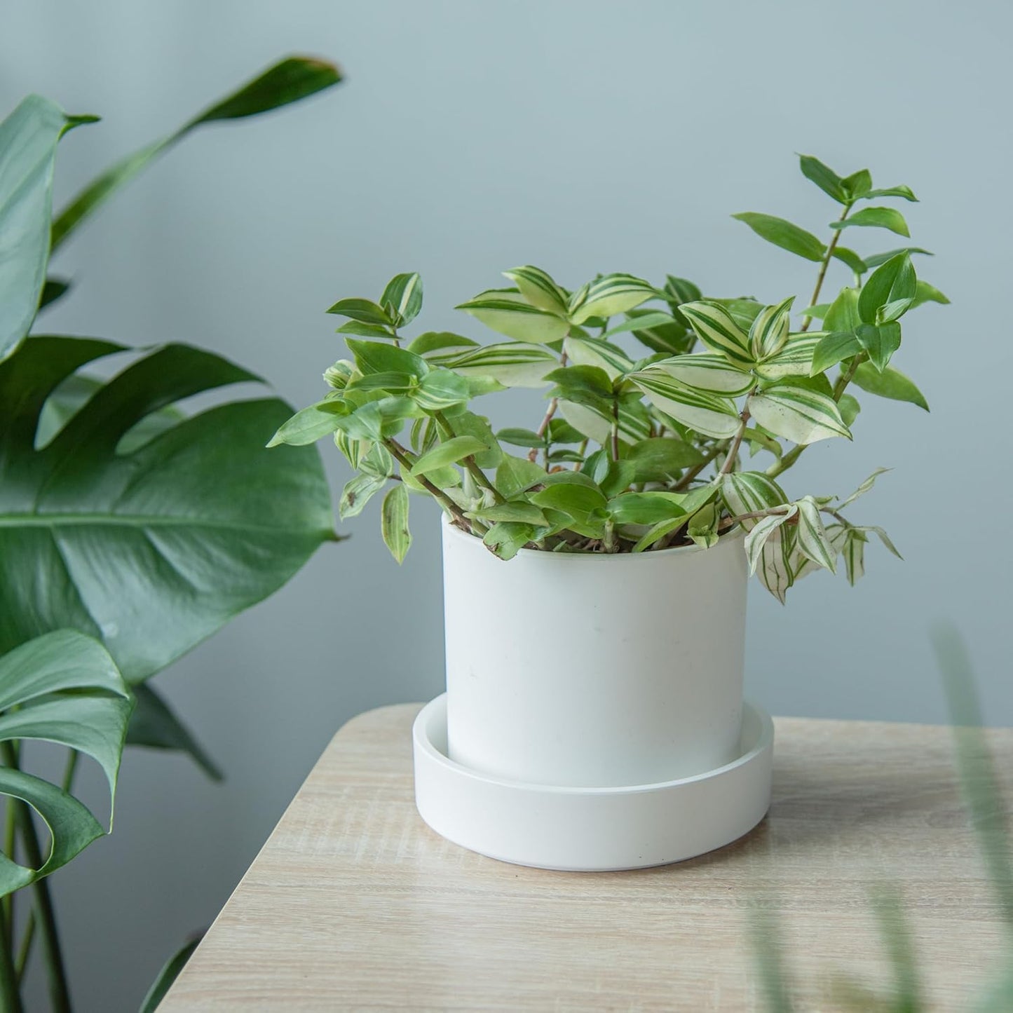 Phoenix Vine 6 Inch Plastic Plant Saucer Water Drip Tray, Heavy Sturdy Round Plant Drainage Tray for Indoors Outdoor, Set of 4, Matte White, 21-TY-6W-4