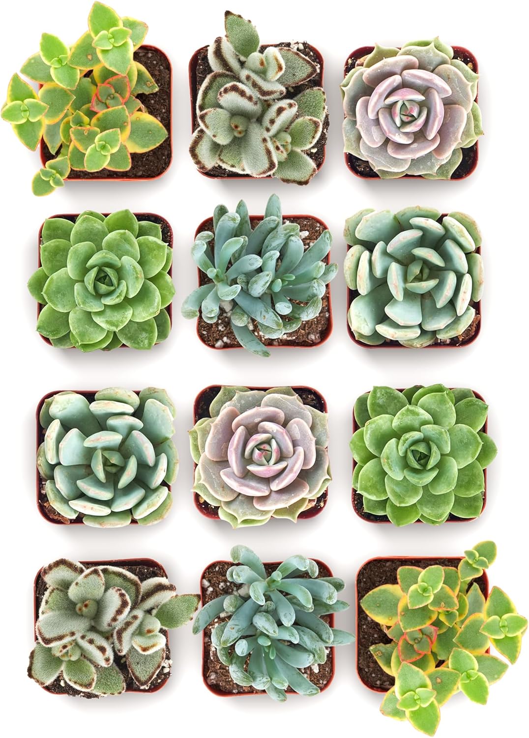 Shop Succulents Mixed Succulent Plant Pack 2" Grow Pot Pack of 12