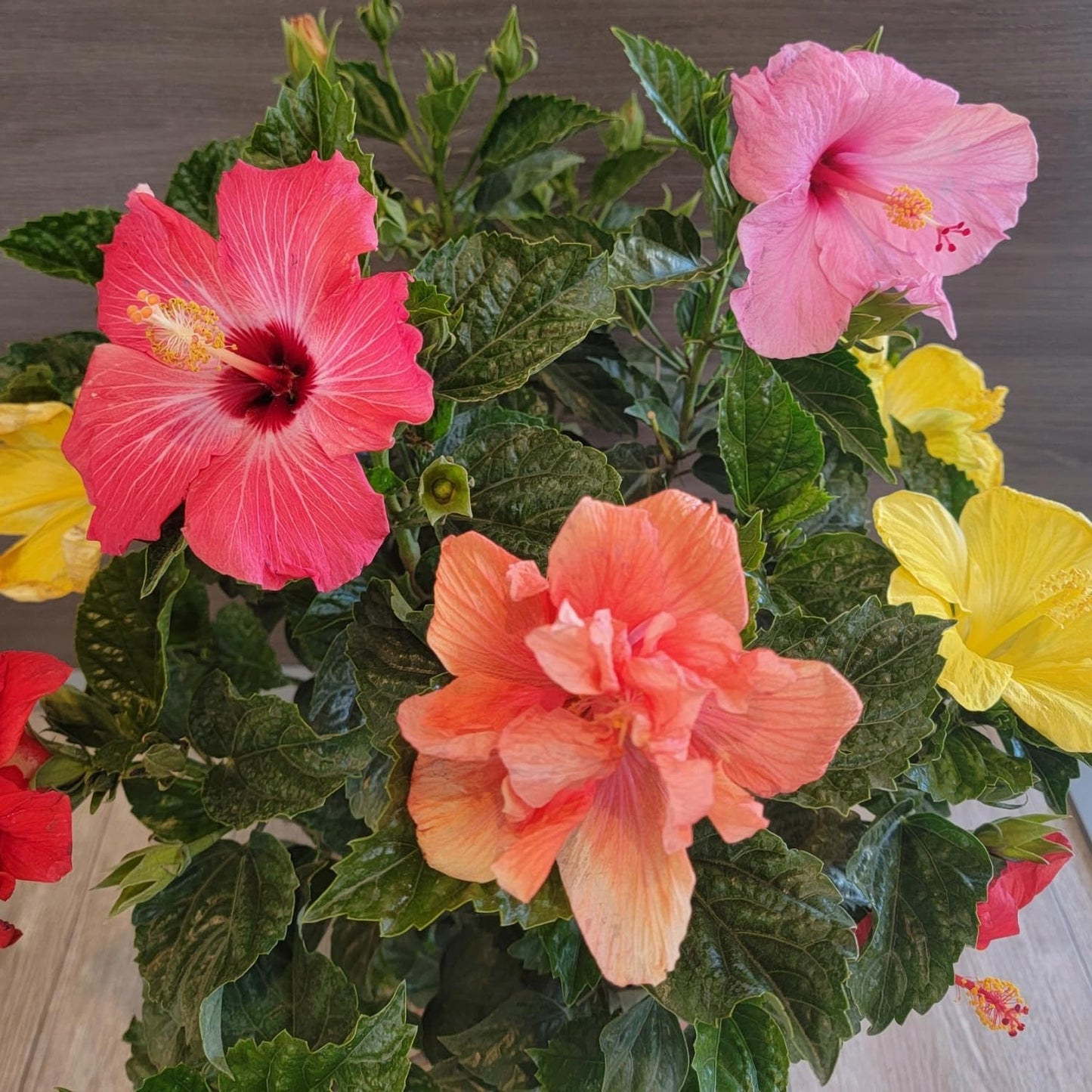 Tropical Plants of Florida Live Hibiscus Bush – Mystery Multi-Color Flowering Shrub in 3 Gallon Pot, 24 to 28” Tall – 2 to 3 Mixed Bloom Colors, Outdoor Tropical Garden Plant