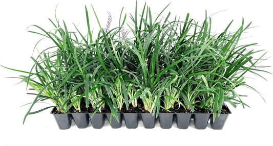 Liriope Super Blue | 30 Live Plants | Liriope muscari 'Super Blue' | Ornamental Ground Cover Plants | Shade-Tolerant Landscaping Perennial