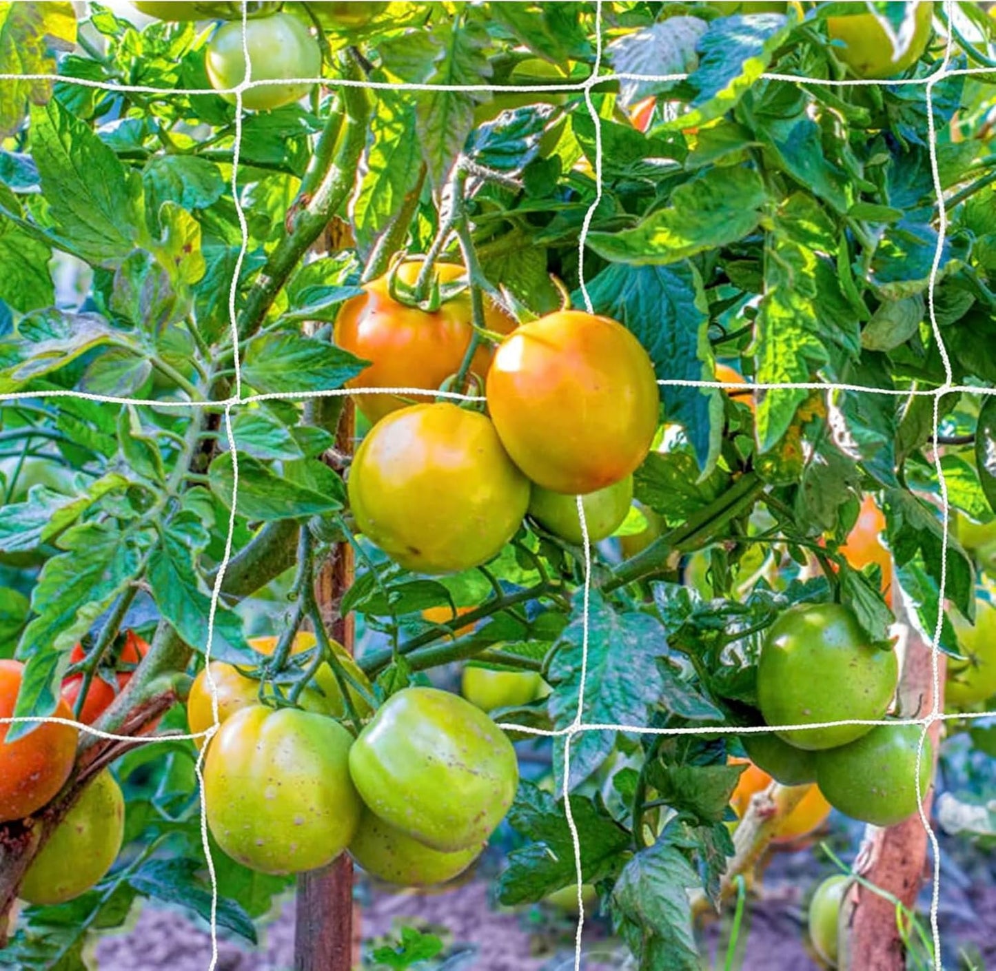 OLDMACDONALD Heavy-Duty Polyester Garden Trellis Netting Plant Climbing Net for Growing Vines Plants Vegetables Fruits Flowers, 5-Feet by 15-Feet (60" x15' / 1.52m x 4.5m) (mesh 6"x6" / 15cm x 15cm)