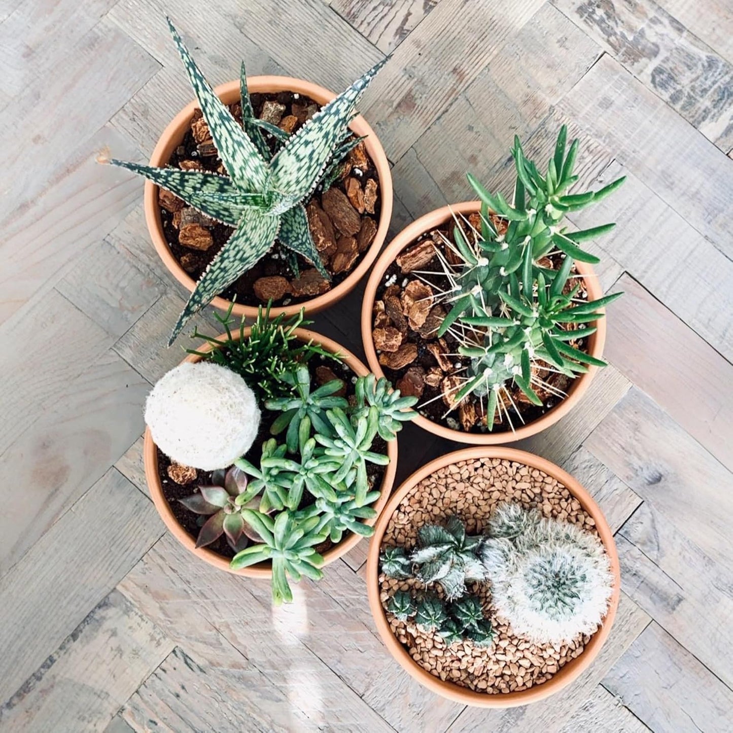 Shallow Terracotta Pots 5 inch, Pack of 6 Clay Pots for Plants with Drainage Holes and Saucers, Mini Nursery Plant Pots for Seed, Succulents, Cactus, Indoor,Outdoor