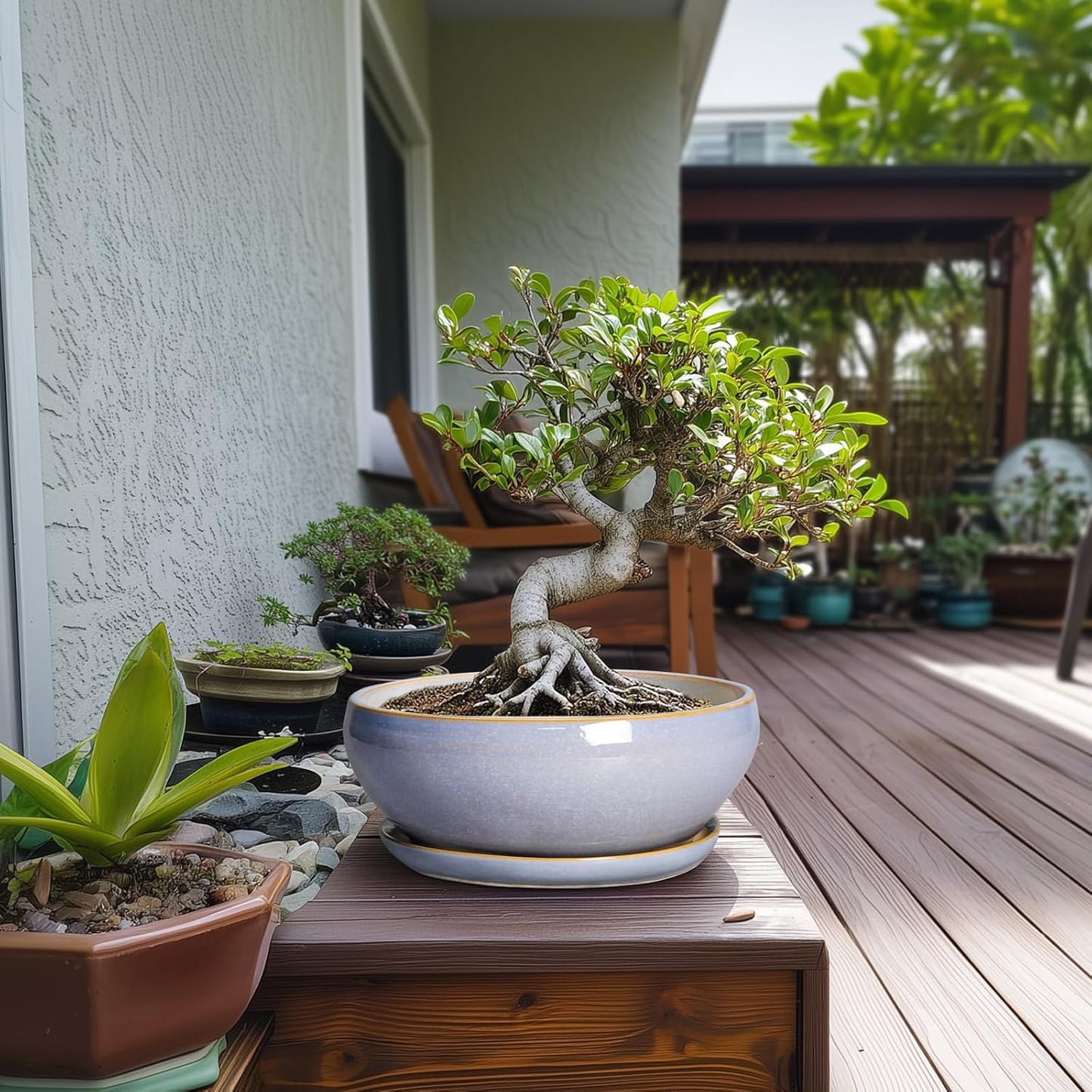 SQOWL Succulent Pots - 10 Inch Ceramic Bonsai Pots with Drainage Hole and Saucer, Round Shallow Planter for Indoor Outdoor Plants, Ceramic Planter Bowl, Home Decor, Gardening Gifts, Blue