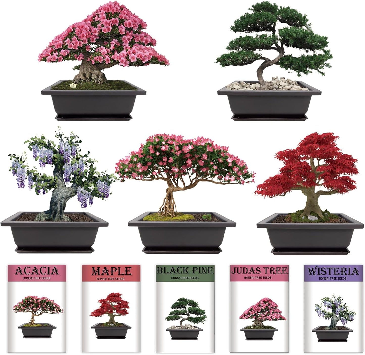 Indoor Bonsai Garden Starter Kit, 5 Seeds Growing into Red Maple, Wisteria, Black Pine, Judas Tree, Acacia, Including Complete Gardening Planters & A Wooden Box, Christmas Gifts for Women