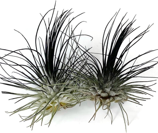 Thin Air Plant, Guatemala Tillandsia Live Airplant, Healthy Arrival Guaranteed, Great Indoor Plant, Home Decor & Gift (2 Black)
