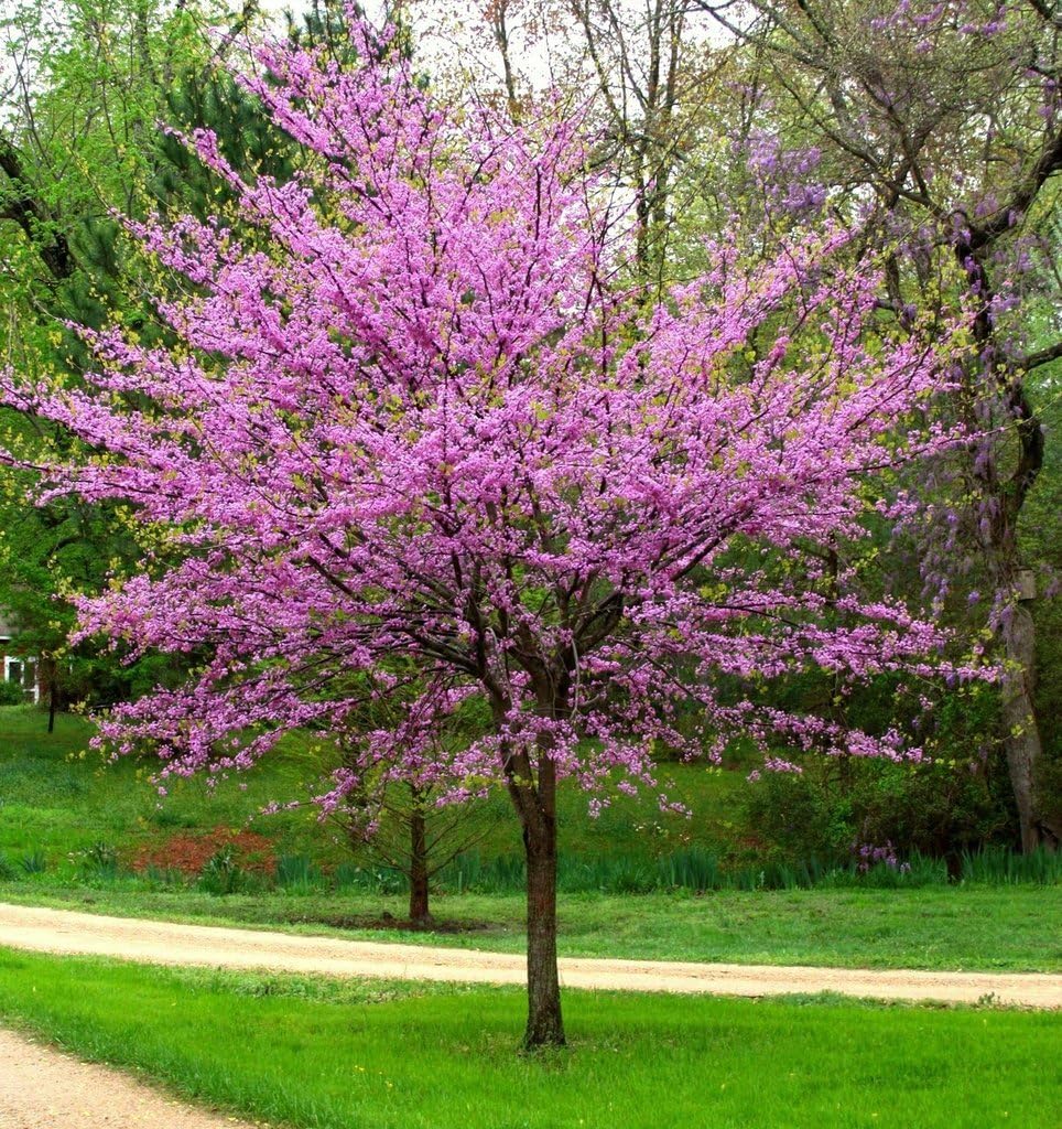 Eastern Redbud Tree (Cercis) - Live Plant - (2.5 QT)