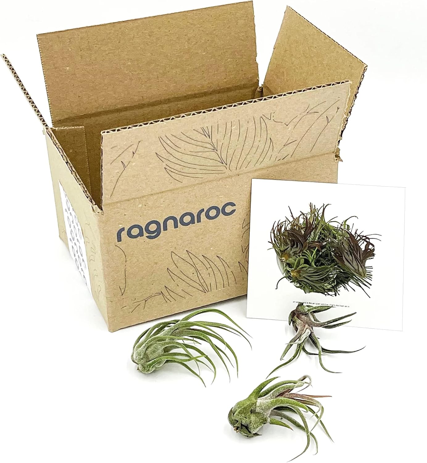 Air Plants - Tillandsia Pruinosa, Large 3-5" - 3ct - Live Arrival Guaranteed - House Plants for Home Decor & Gift