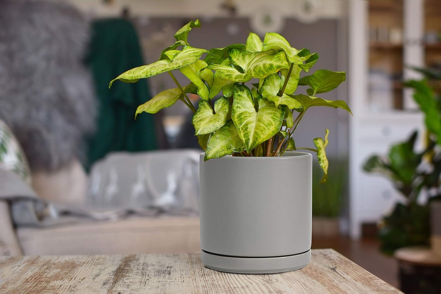 D'vine Dev 6 Inch Ceramic Planter Pot with Drainage Hole and Saucer, Indoor Cylinder Round Flower Pot, Grey, 94-O-C-3