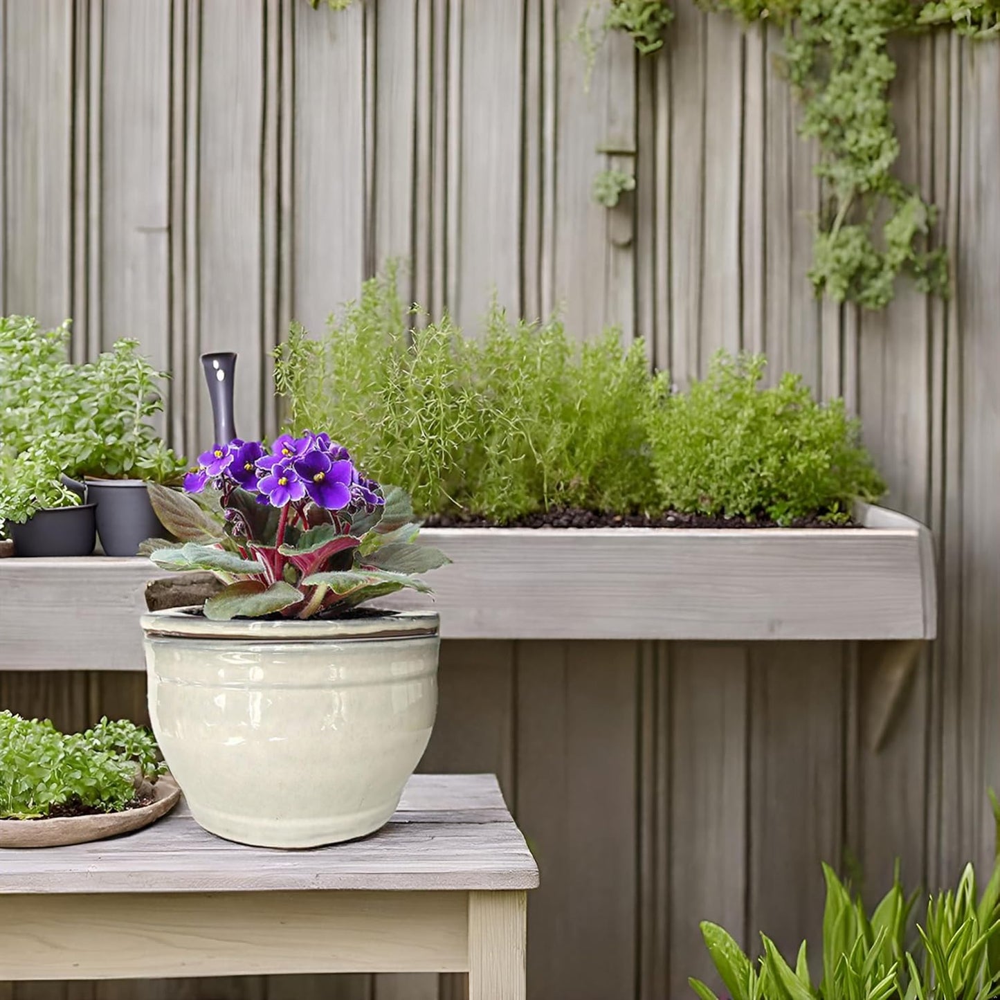 African Violet Pots Self Watering Round Ceramic Violet Pot (White, 6 inch)