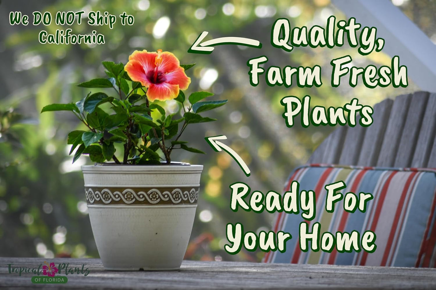 Fiesta Hibiscus Bush - Live Hibiscus Flowering Plant - Tropical Flower Plant - 1 Gallon Planter - Overall Height 10" to 14" - Tropical Plants of Florida (Plant Only)