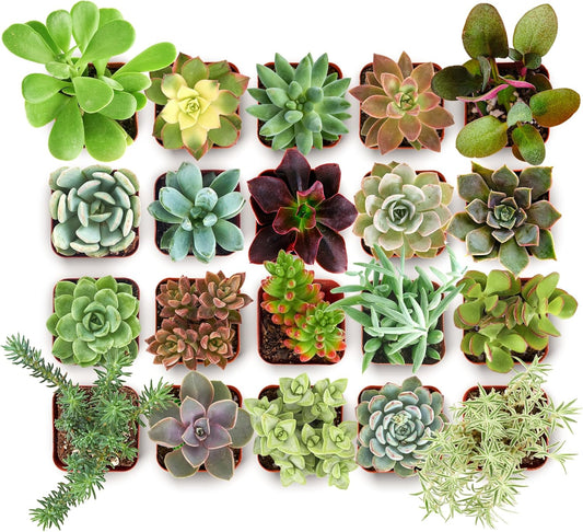 Shop Succulents Collectors Succulent Plant Pack Collection - Live Mini Succulent Plants, Low Maintenance, Colors & Textures - Wedding and Party Favors, Gift & Garden, Pack of 20