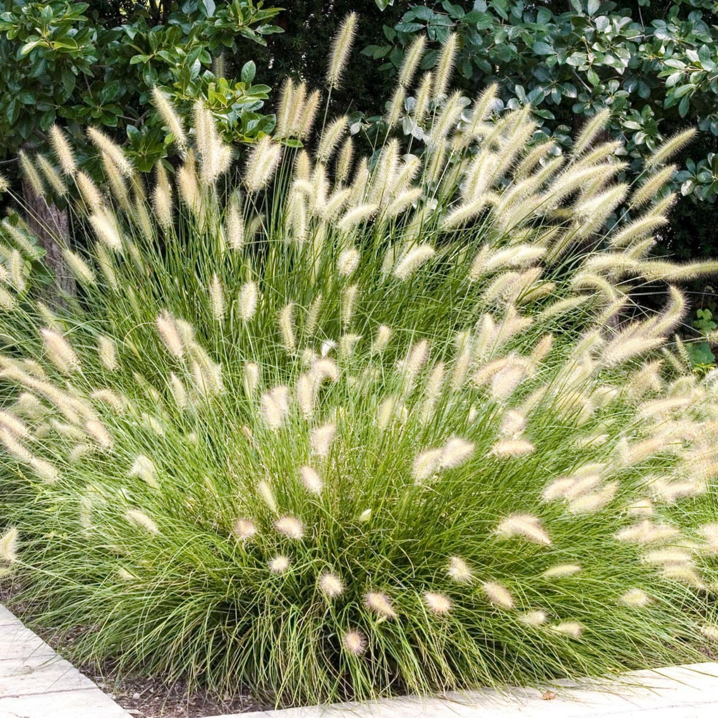 Pack 3 Fountain Grass Plants Live, 5-9 Inch Tall, Ornamental Grasses Live Plants Perennial, Well-Rooted Perennial Grass Clumps (White Fountain Grass)