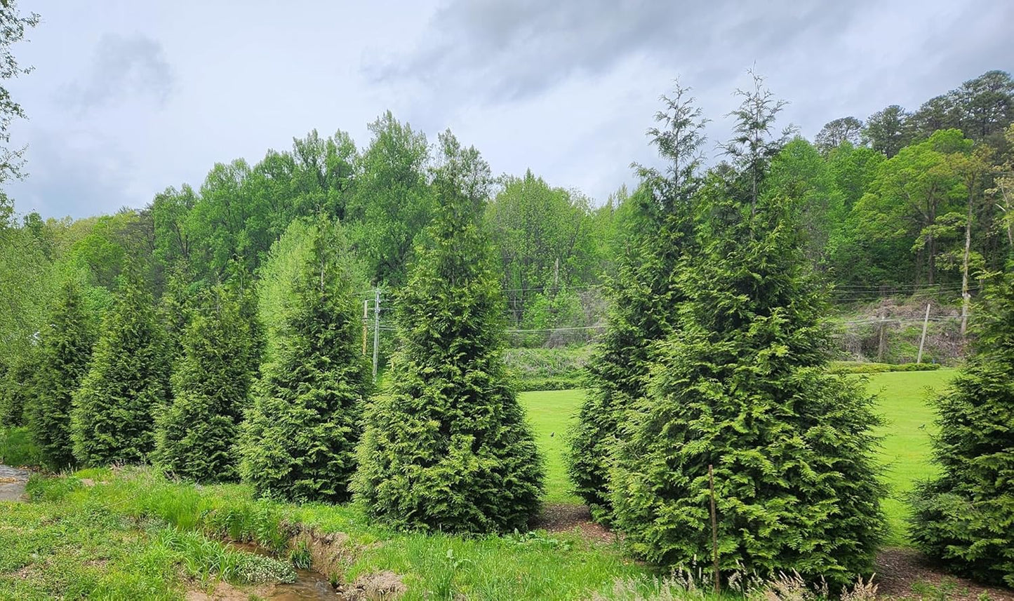 Thuja Green Giant Arborvitae Tree, Lot of 12, Quart Pot