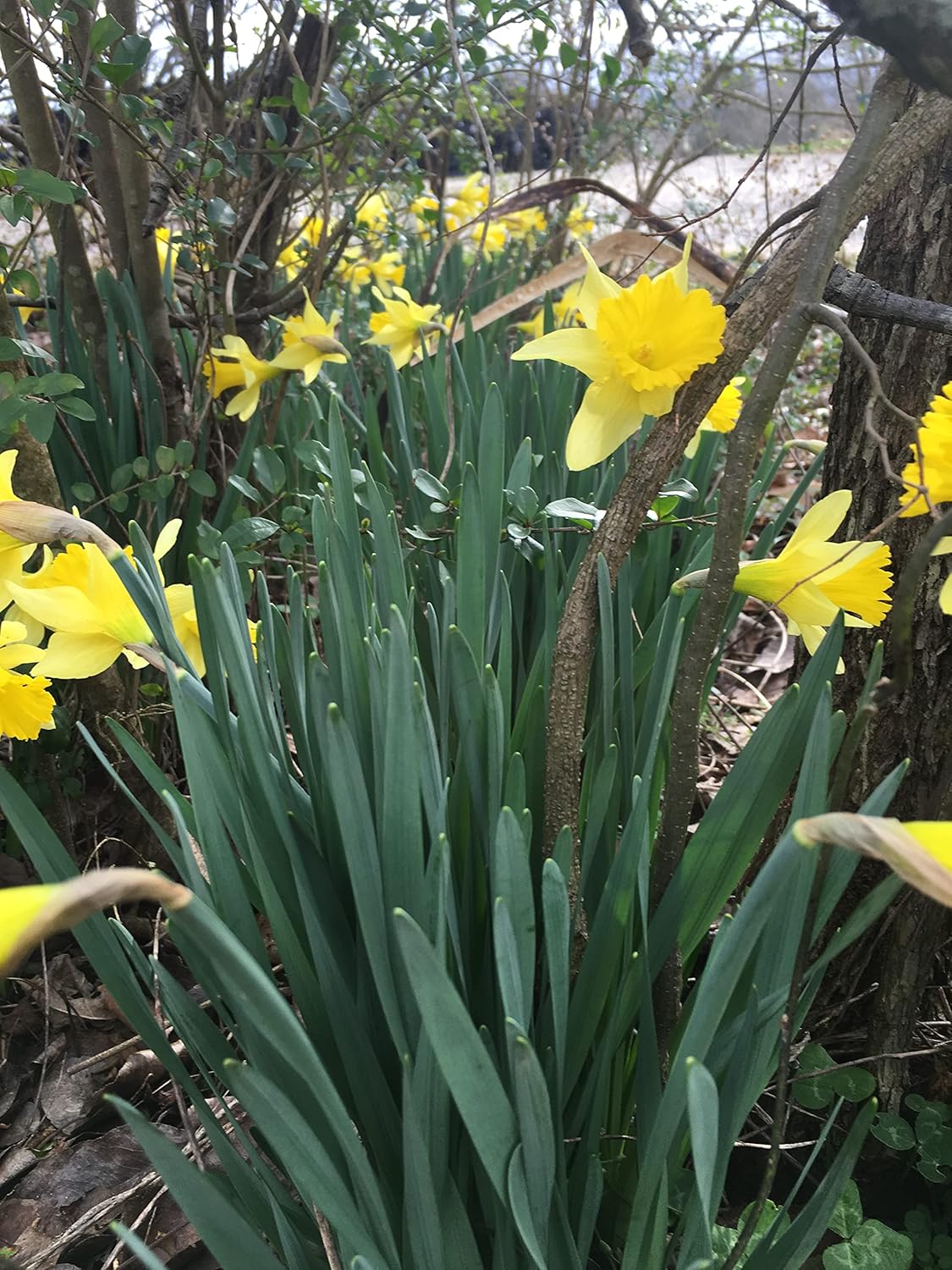 Dutch Master Daffodils (25 Bulbs) - Yellow Daffodil Narcissus Bulbs